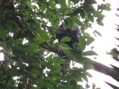 Pithecia mittermeieri