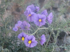 Solanum remyanum