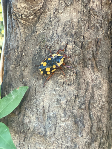Cheirolasia burkei