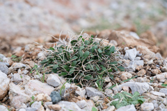 (c) Eleftherios Katsillis, some rights reserved (CC BY) Cichorium spinosum, photograph (c) Eleftherios Katsillis, some rights reserved (CC BY)