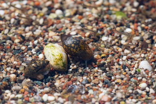 Physella acuta