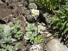 Draba hirta