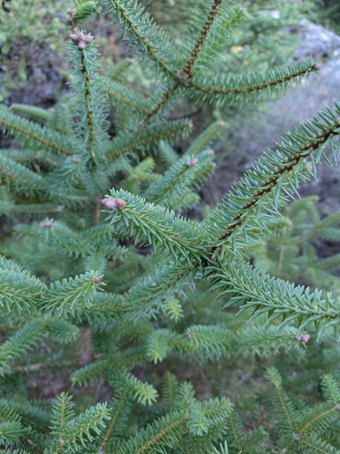 Avistamiento Pinsapo