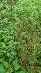 Elymus virginicus virginicus