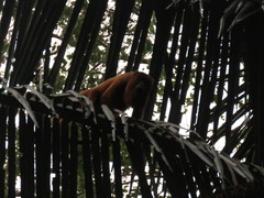 Alouatta seniculus puruensis