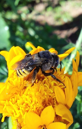 Ptilothrix fructifera