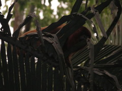Alouatta seniculus puruensis