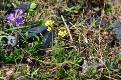 Draba juvenilis