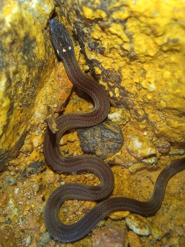 Barbour's Tropical Ground Snake