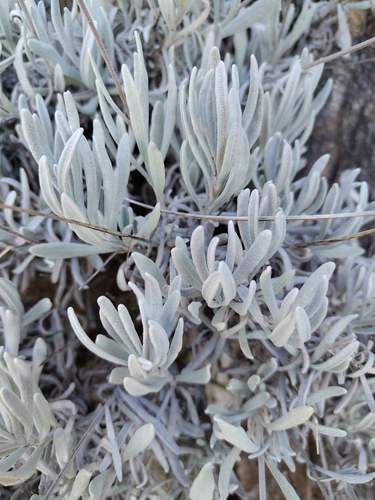 Woolly Lavender (Lavandula lanata)