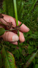 Elymus virginicus virginicus