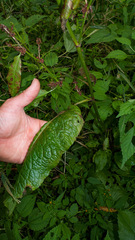 Elymus virginicus virginicus