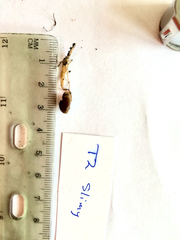 Psathyrella flexispora