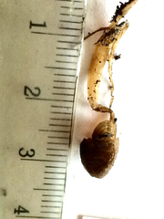 Psathyrella flexispora