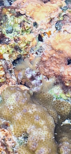 Xanthias canaliculatus observed 2025-11-21