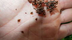 Elymus virginicus virginicus