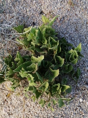 Aristolochia peninsularis