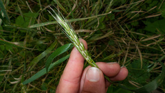 Elymus virginicus virginicus