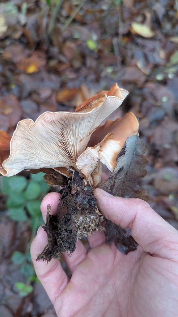 Paralepista flaccida · November 2025 · photo: © trizen (iNaturalist, cc0)