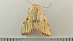 Macaria sulphurea