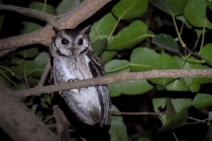Otus bakkamoena