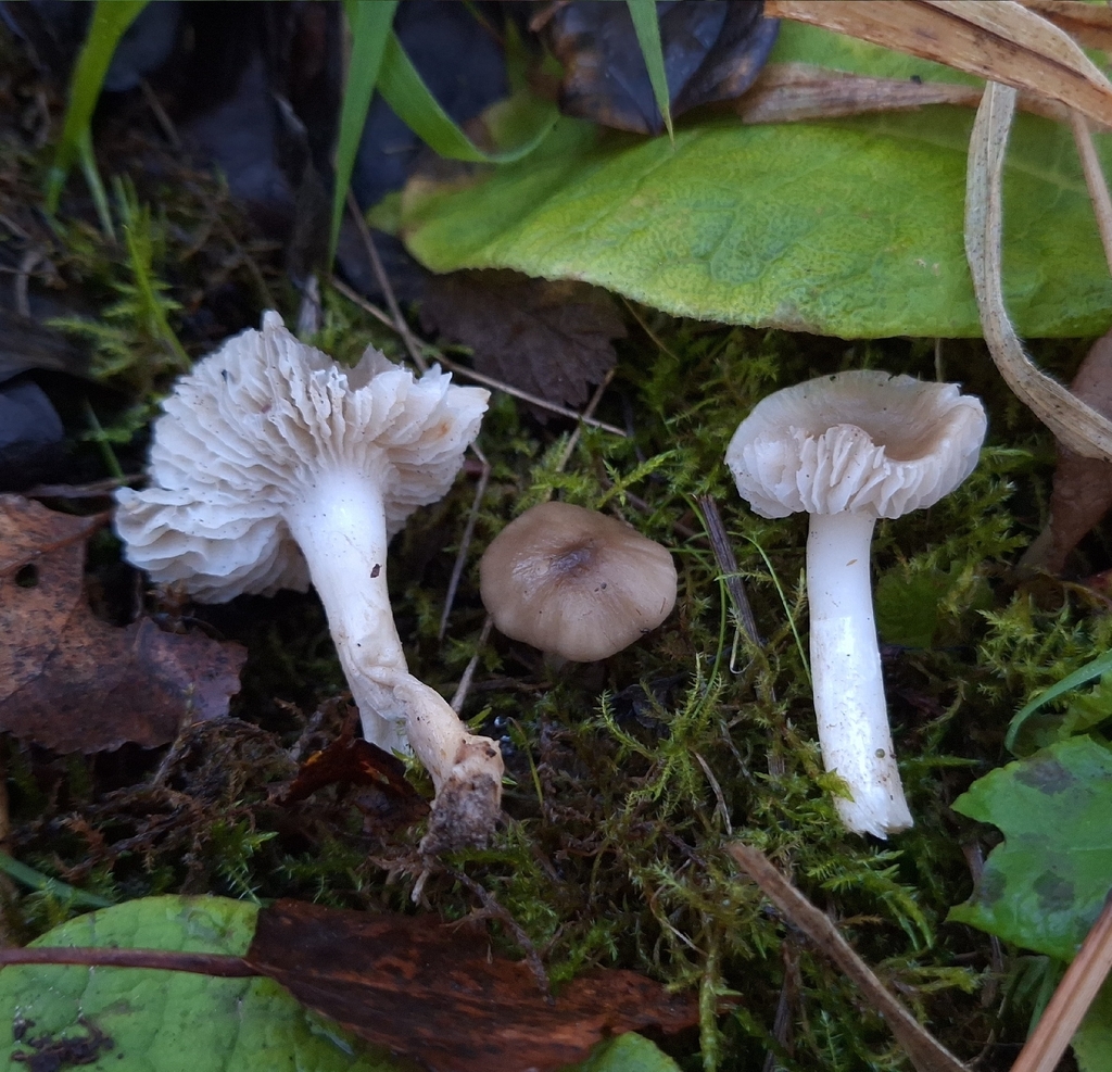 Cuphophyllus fornicatus