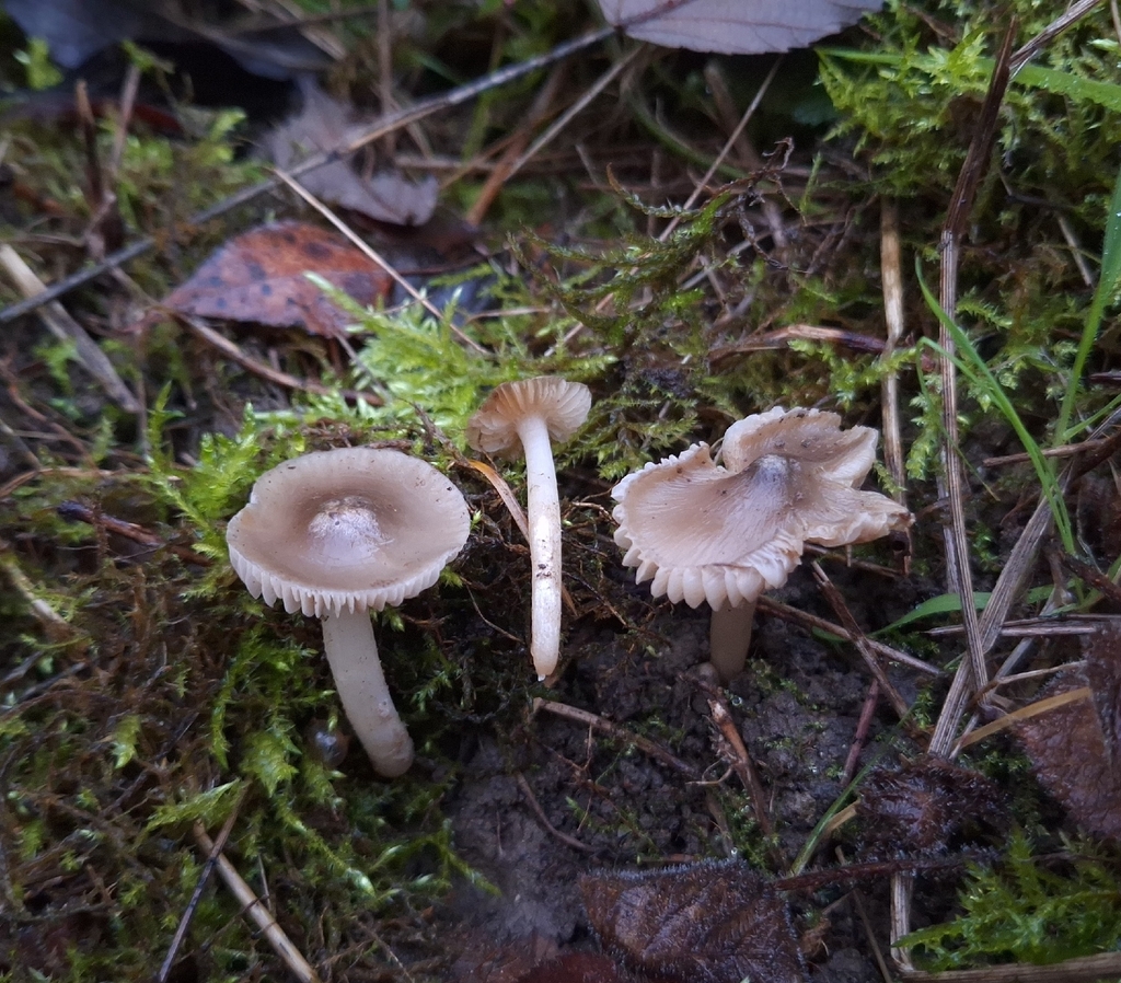 Cuphophyllus fornicatus · November 2025 · photo: © yellowplant (iNaturalist, cc-by)