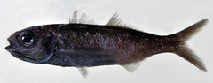 Cape Cigarfish photo 4
