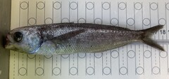 Cape Cigarfish photo 5