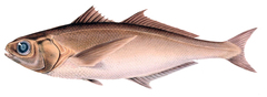Cape Cigarfish photo 3