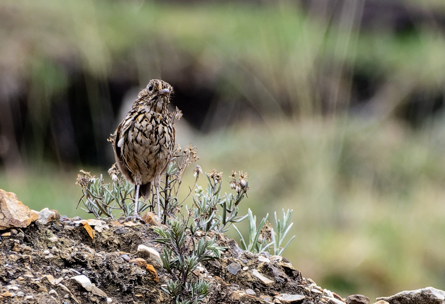 Stripe-headed Antpitta (Grallaria andicolus), photo 3