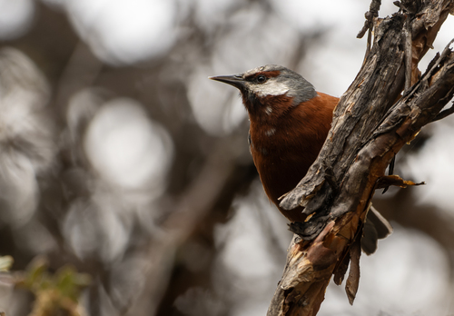 Giant Conebill (Conirostrum binghami), photo 5