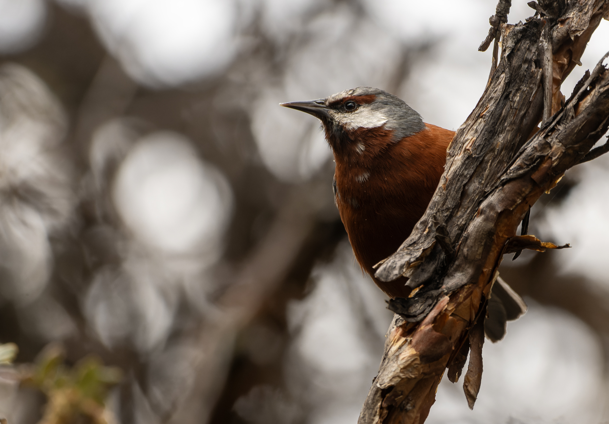 Giant Conebill (Conirostrum binghami), photo 3