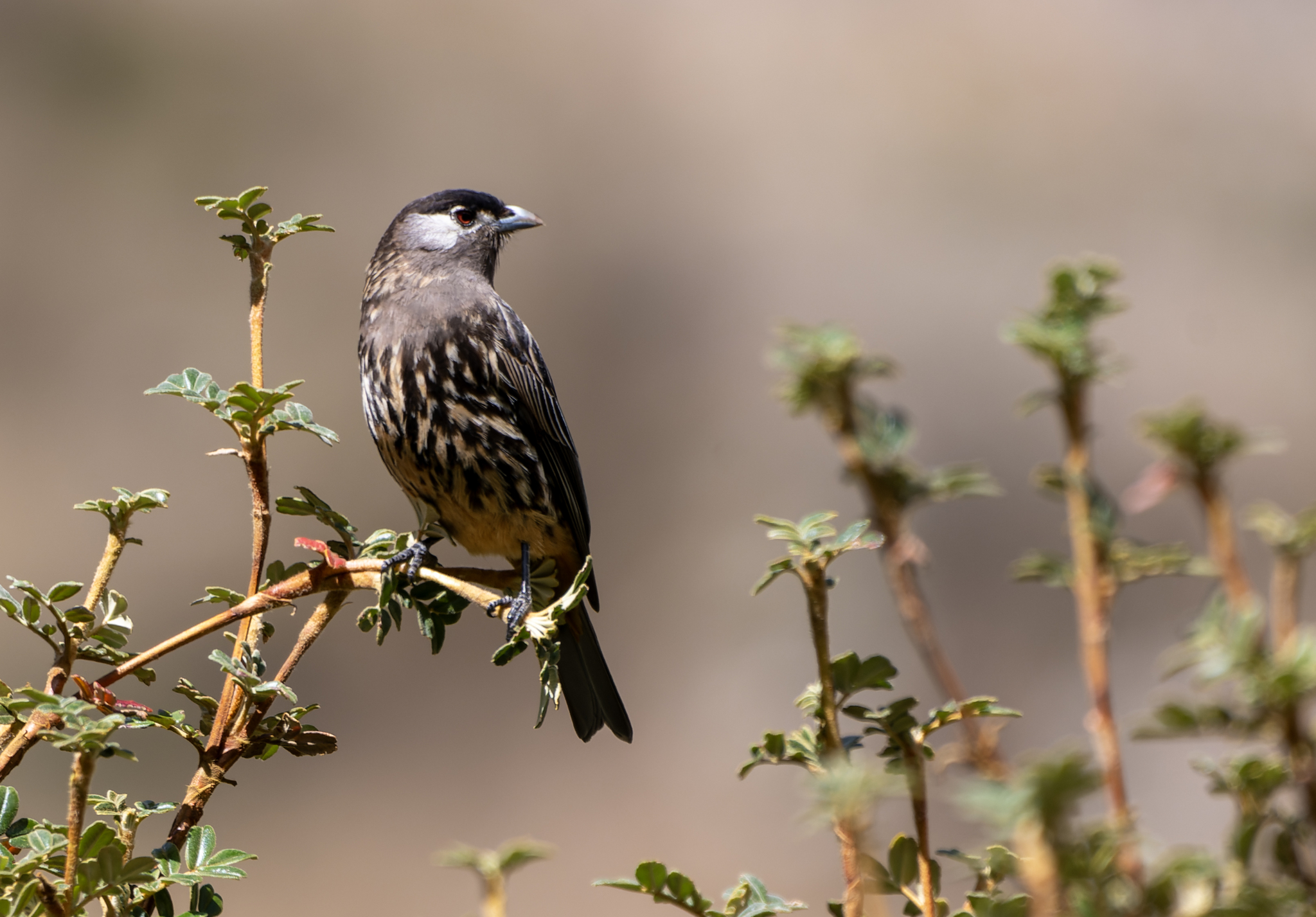 White-cheeked Cotinga (Zaratornis stresemanni), photo 2