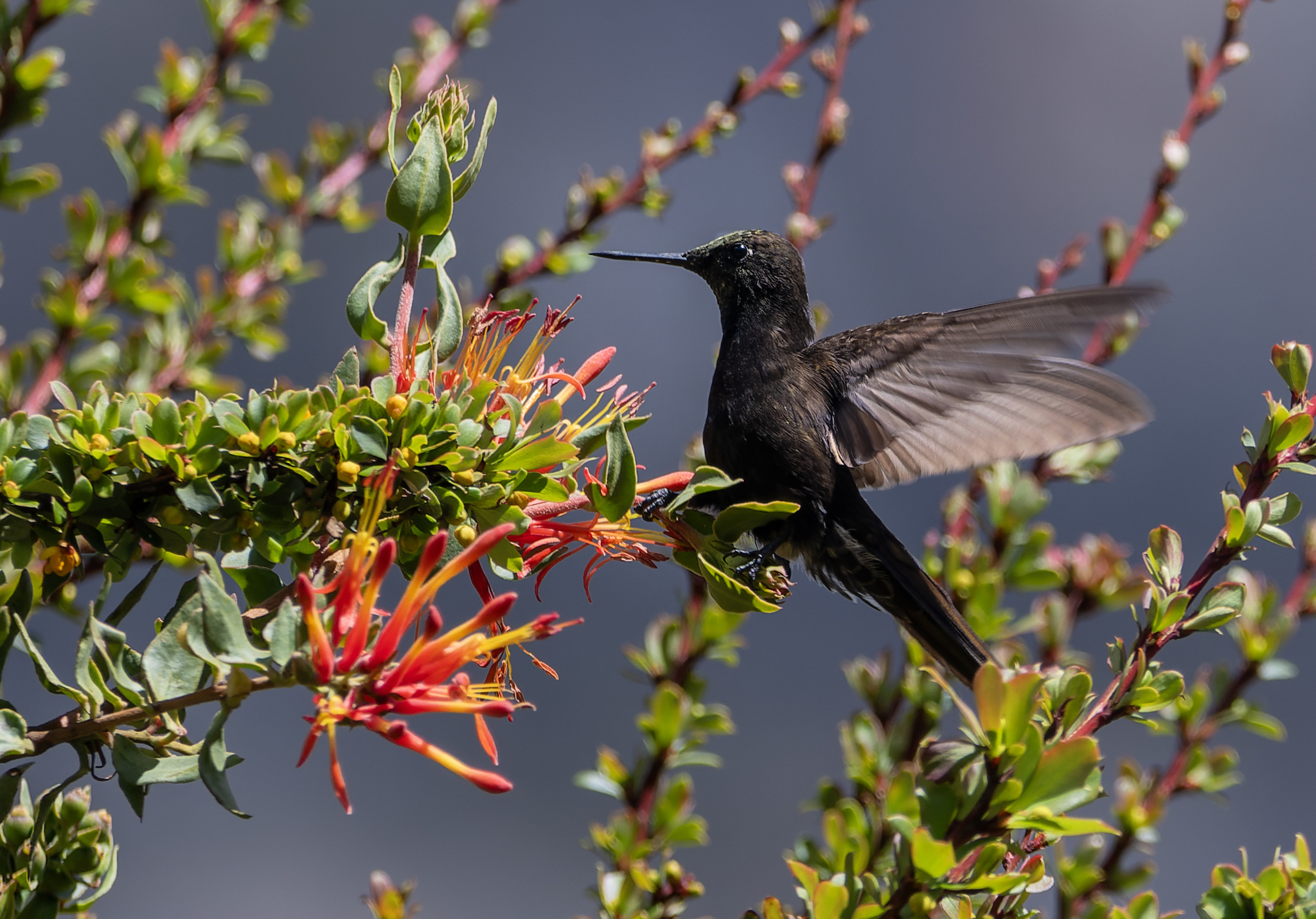 Black Metaltail (Metallura phoebe), photo 3