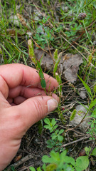Setaria viridis viridis