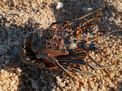 Panulirus inflatus