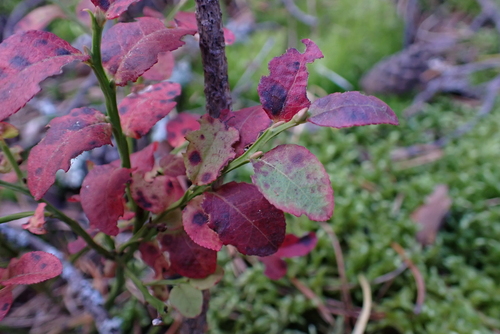 common bilberry