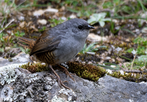 Ancash Tapaculo (Scytalopus affinis), photo 7
