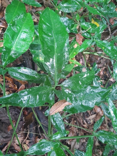 Arrowhead vine (Syngonium auritum)