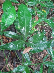 Syngonium auritum