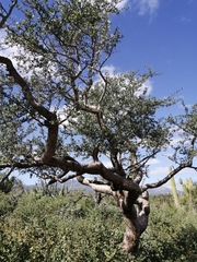 Bursera exequielii