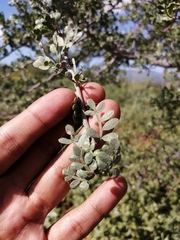 Bursera exequielii