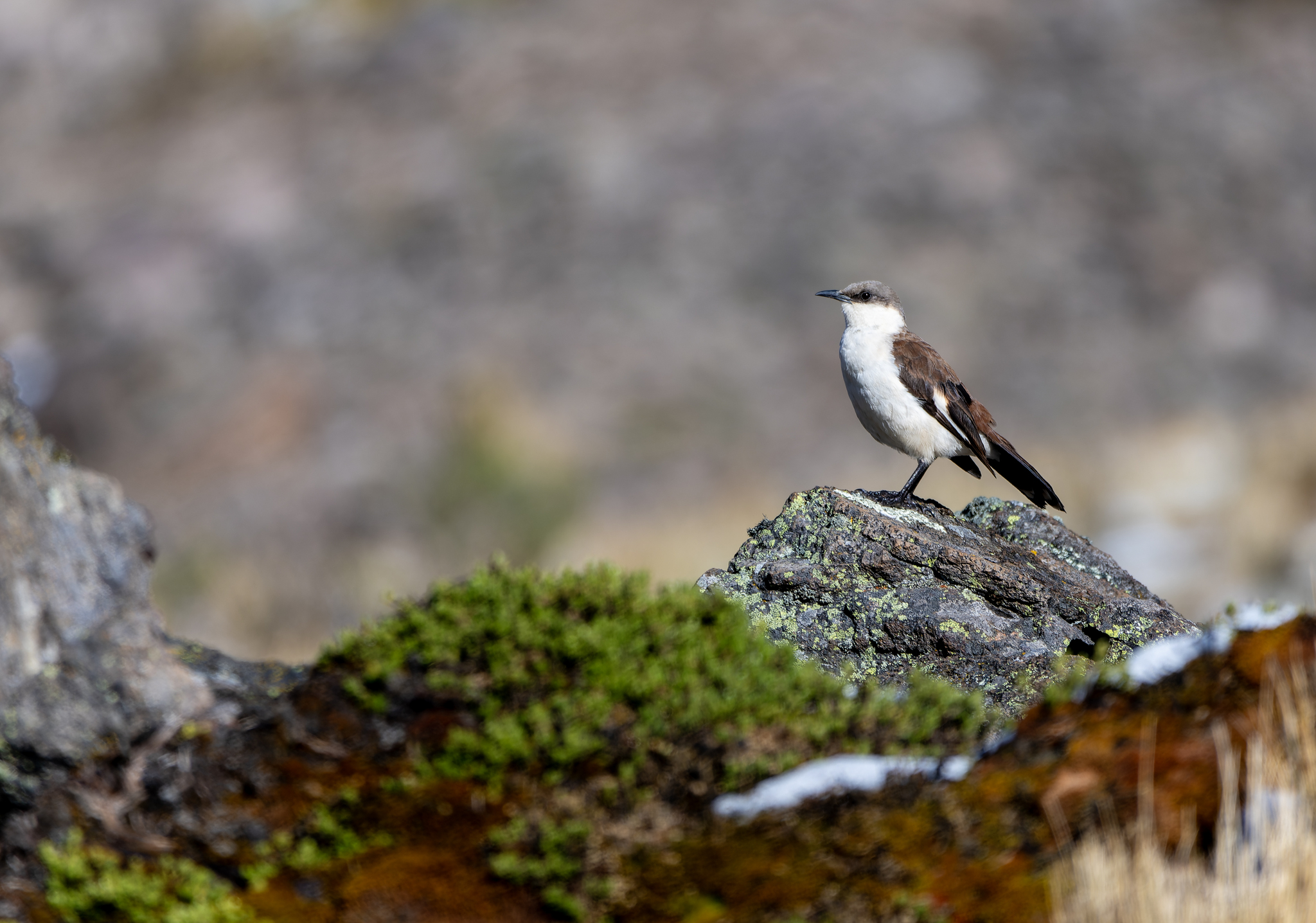 White-bellied Cinclodes (Cinclodes palliatus), photo 3