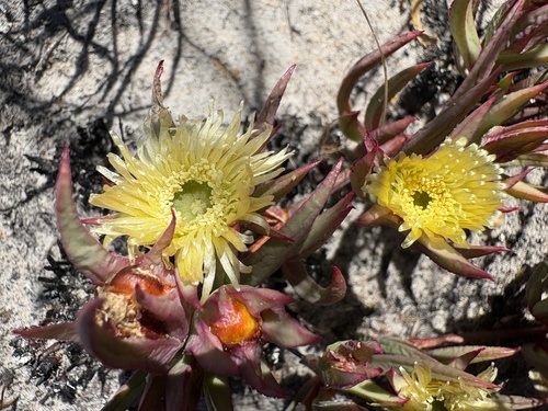 Dune Spoonfig (Erepsia dunensis)