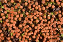 Polytrichum piliferum