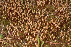 Polytrichum piliferum