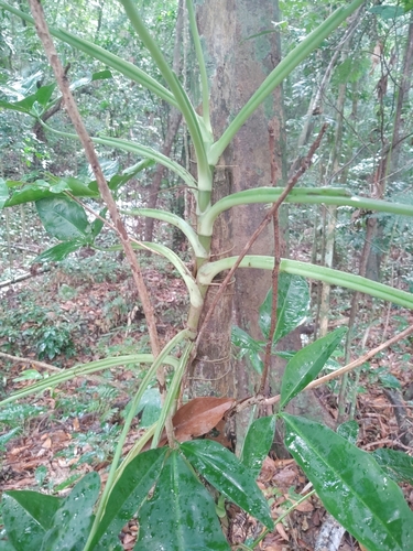 Arrowhead vine (Syngonium auritum)