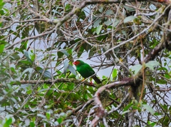 Chlorornis riefferii