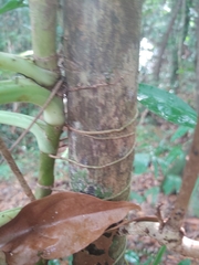 Syngonium auritum